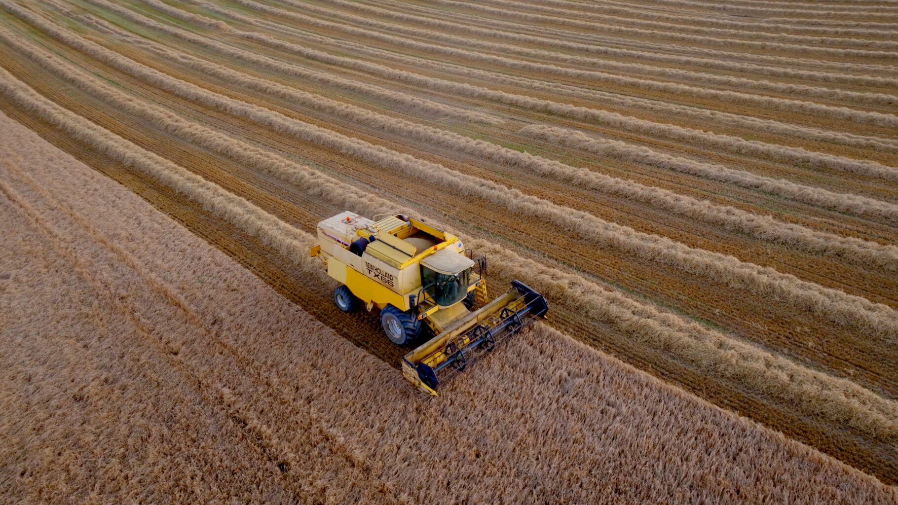 Aerial drone shot of a New Holland harvester gathering barley near Dunfermline, creating a geometric pattern of golden straw lines.